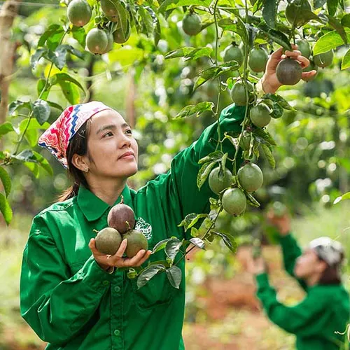 Tạo hình cho cây Thài Lài Tím trong chậu treo trang trí nội thất và sân vườn