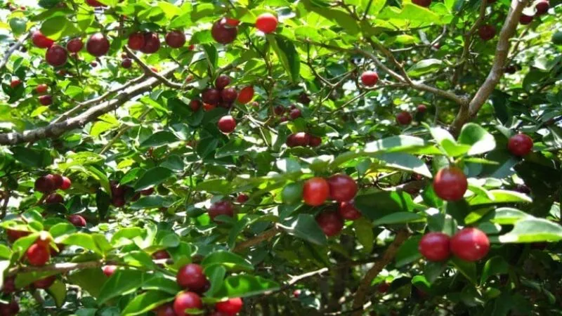 Tạo kiểu cây kim quýt