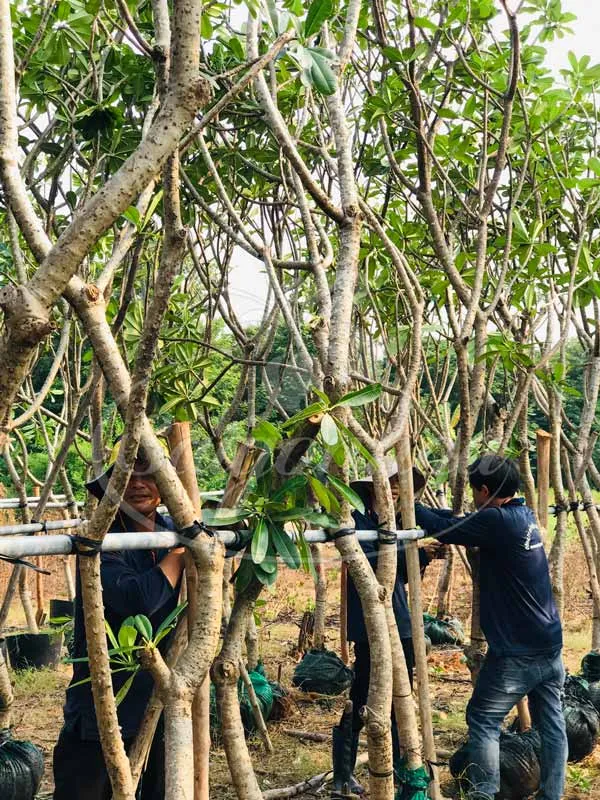 Tập kết cây sứ đại hoa trắng