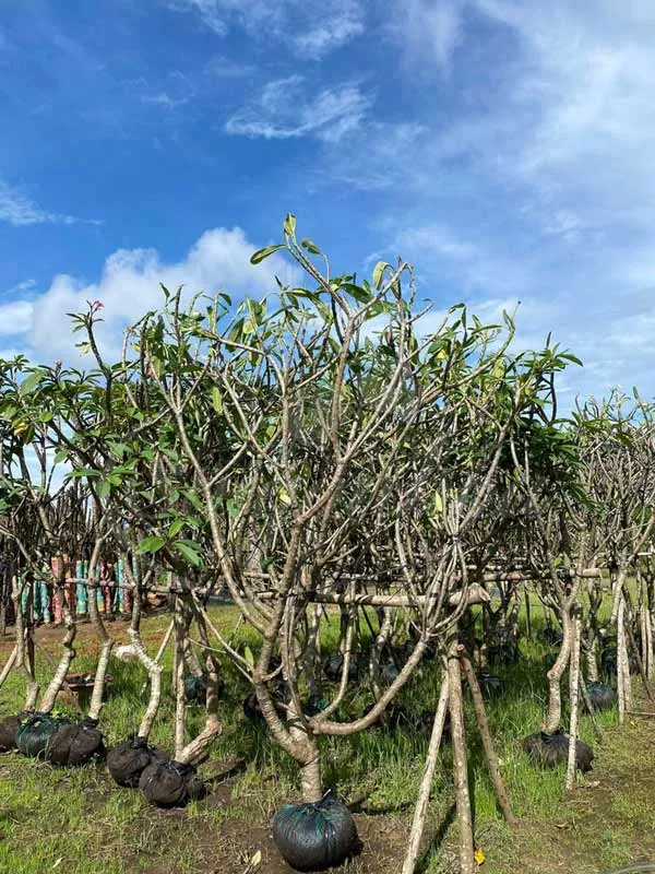 Tập kết cây sứ đại số lượng lớn