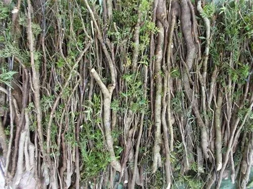 Tất cả các bộ phận của cây đều có công dụng trong y học