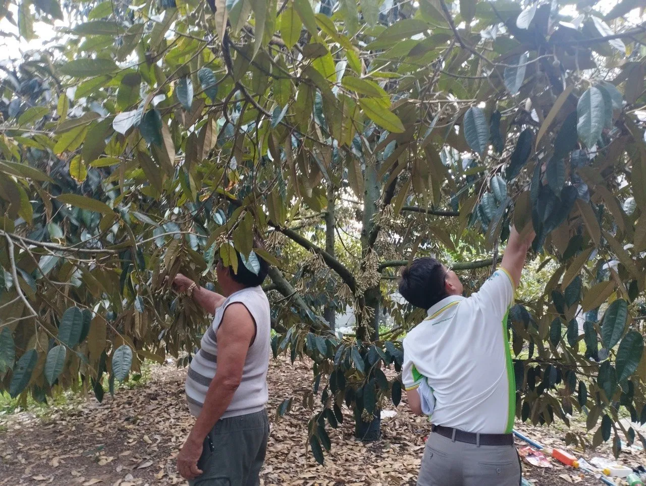 Thăm vườn sầu riêng và tư vấn cách chăm sóc cây sầu riêng ra hoa đậu trái