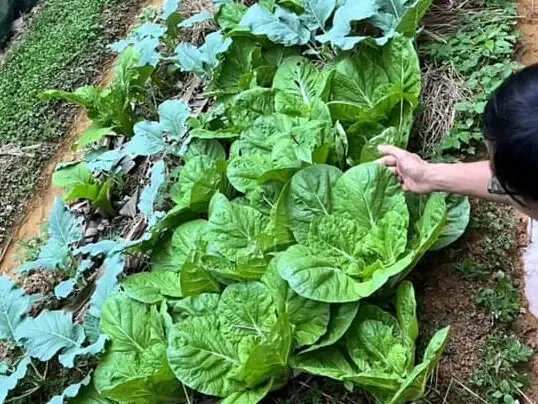 Thao tác cắt và xử lý thân cây chuối tươi để chuẩn bị làm giá thể trồng rau