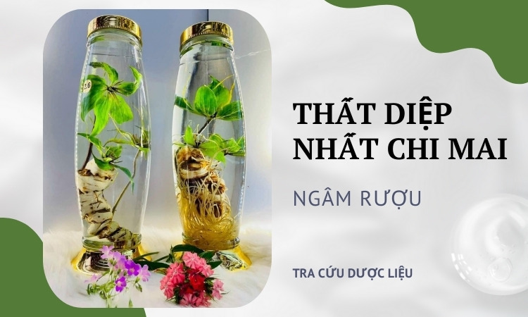 Cách Trồng Thất Diệp Nhất Chi Hoa Đạt Chuẩn Dược Liệu Chất Lượng Cao