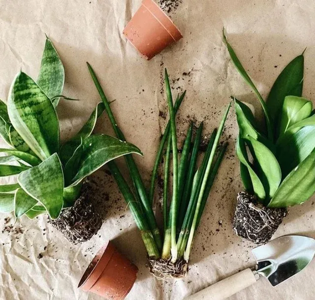 Thay đất và tách cây lưỡi hổ định kỳ 2-3 năm một lần để cây sinh trưởng tốt