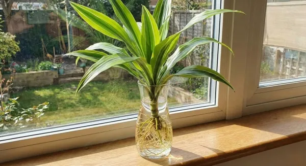 Thiết Mộc Lan trồng nước trong phong thủy