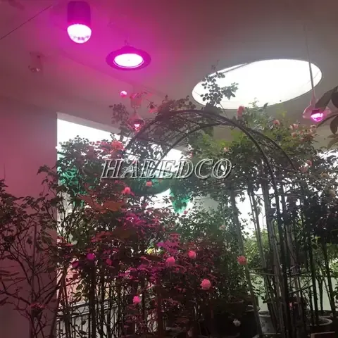 Thời gian thắp đèn chuẩn xác để kích thích ra hoa và tối ưu hóa cách trồng hoa hồng kinh doanh