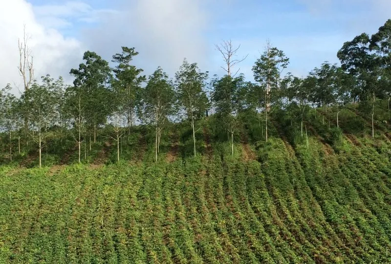 Thời hạn 50 năm sử dụng đối với đất trồng cây hàng năm theo Luật Đất đai