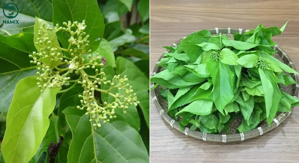 Thu hoạch lá cách non để sử dụng trong ẩm thực và y học