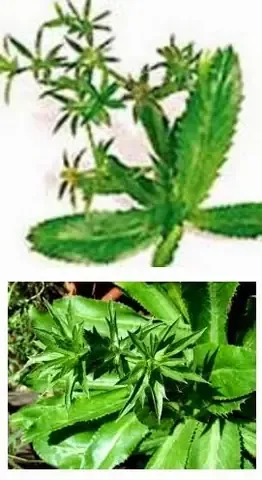 Thu hoạch và chế biến sợi theo cách trồng cây lá gai truyền thống