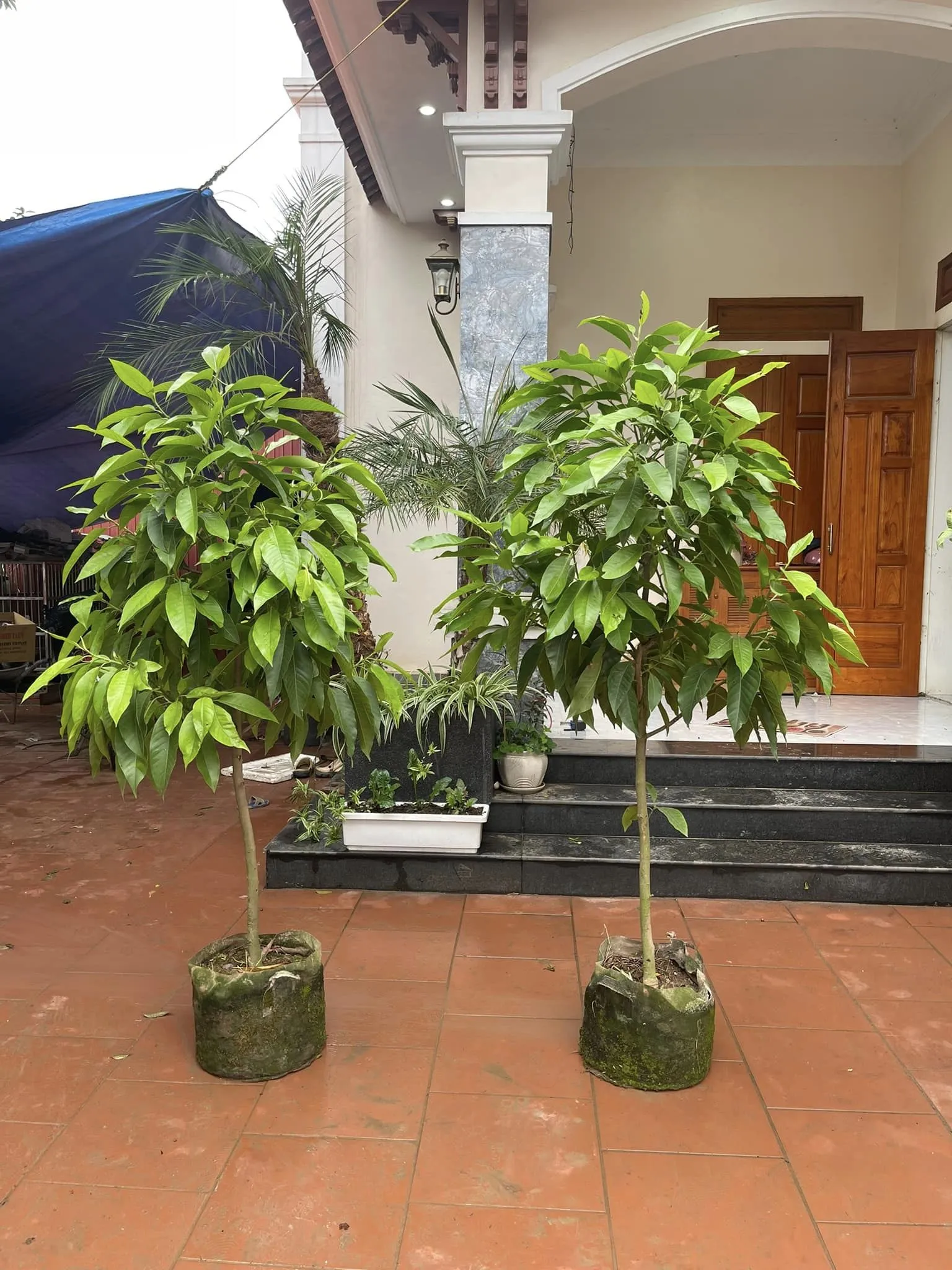 Thường xuyên kiểm tra dưới mặt lá để phát hiện sớm các loại côn trùng và sâu bệnh