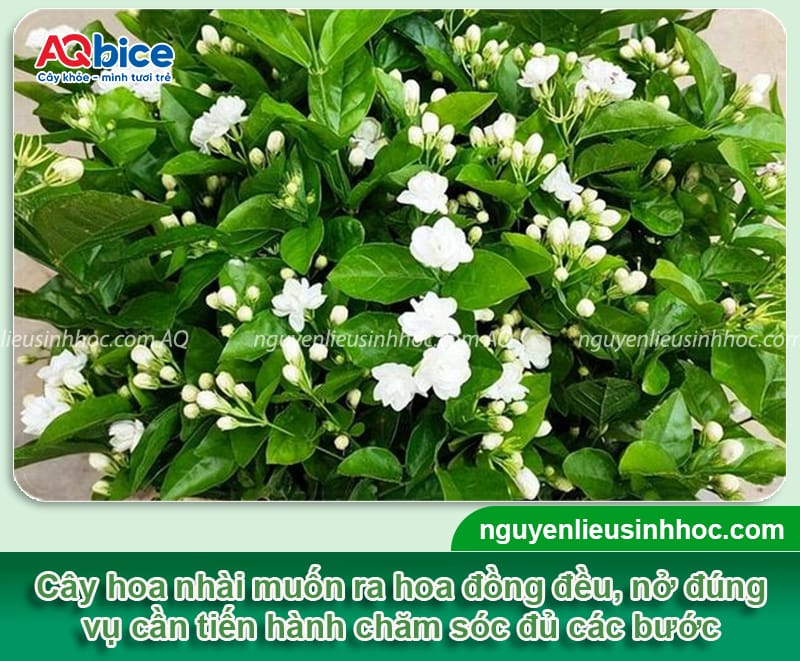 Cách Trồng Hoa Nhài Leo: Hướng Dẫn Chi Tiết Từ A Đến Z