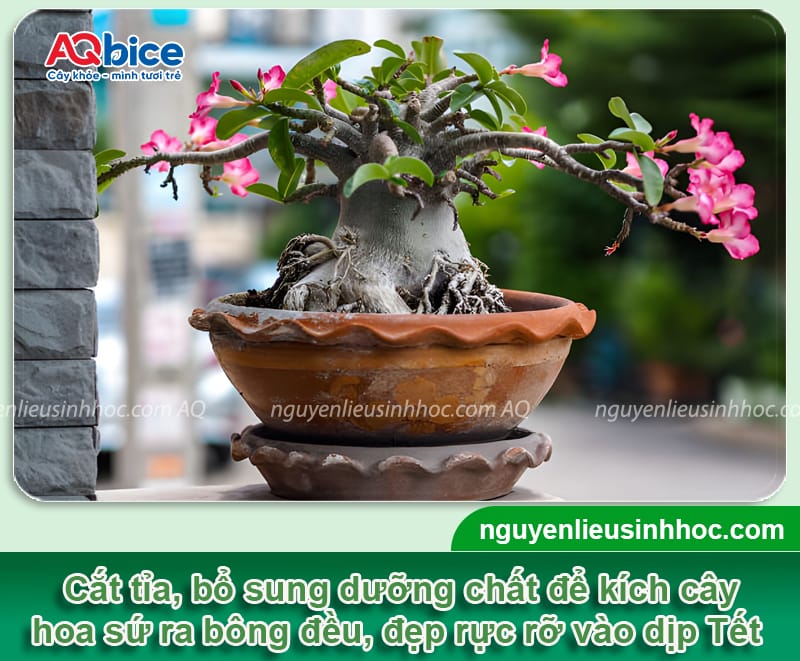 Cách Chăm Sóc Hoa Sứ Ra Đúng Tết: Quy Trình Kích Hoa Toàn Diện