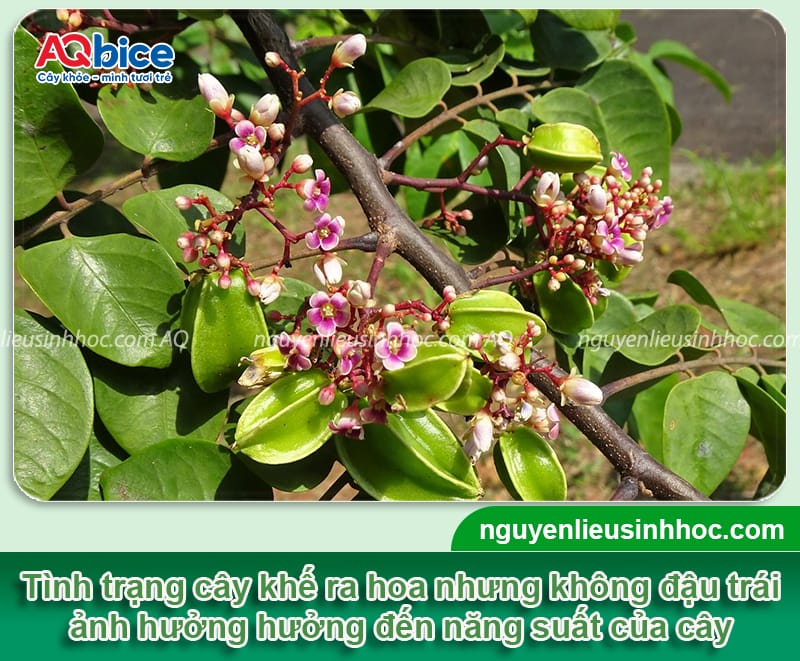 Cách Chăm Sóc Cây Khế Kiểng Chuẩn Kỹ Thuật Giúp Cây Ra Hoa, Đậu Quả Đẹp