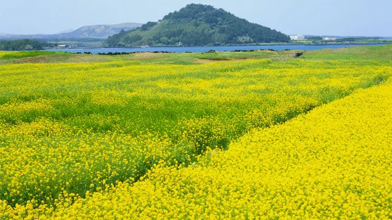 Toàn cảnh cánh đồng hoa cải vàng rực rỡ mùa cuối năm