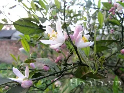 Tổng quan về cây hoa hồng