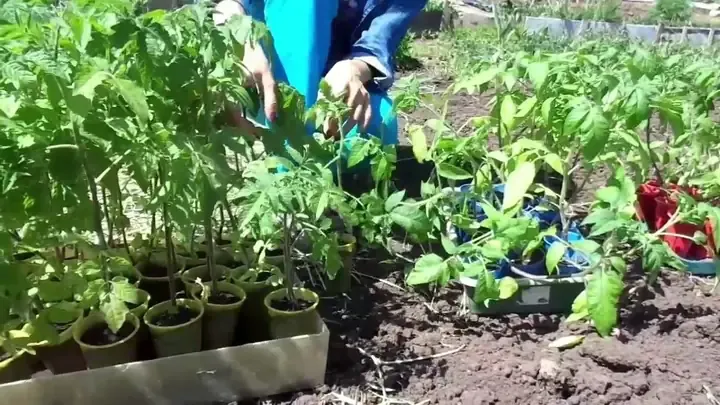 Tổng quan về phương pháp nhân giống bằng hom và cách trồng cây không cần hạt giống