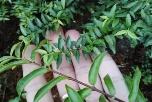 Trang trại lan phi điệp vàng