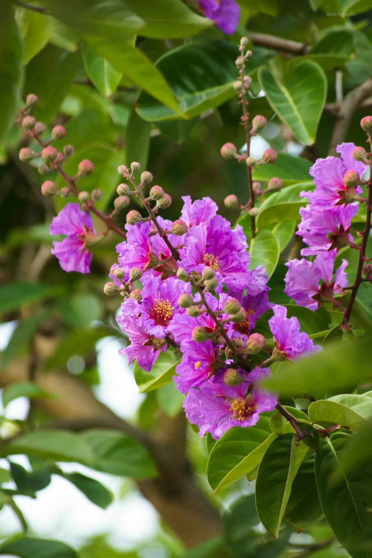 Trồng bằng lăng tạo bóng mát