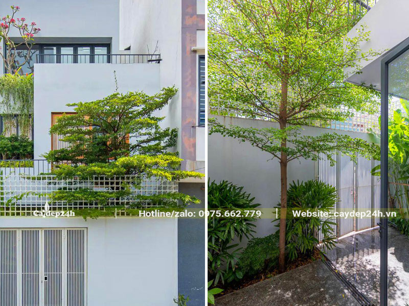 Có Nên Trồng Cây Bàng Trước Nhà: Giải Đáp Phong Thủy Và Hướng Dẫn Chi Tiết