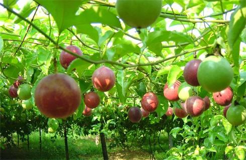 Kỹ Thuật Trồng Chanh Dây Đạt Năng Suất Cao: Cách Chăm Sóc Cây Hoa Giấy Ra Hoa Đúng Tết