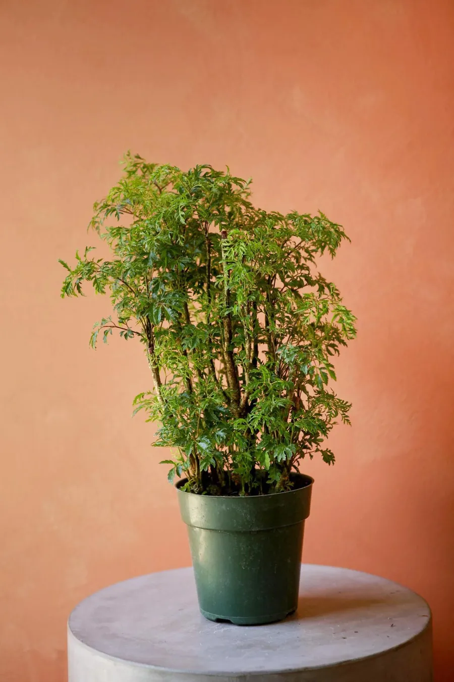 Trồng cây đinh lăng trong chậu tại ban công hoặc hiên nhà