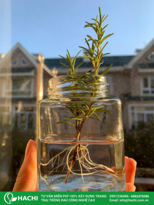 Cách Chăm Sóc Cây Dạ Hương Thảo Chi Tiết Từ A Đến Z