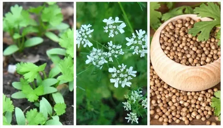 Trồng cây ớt bằng hạt trong chậu