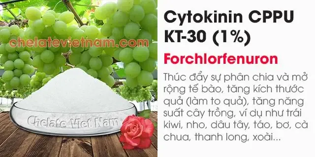 Trồng cây sachi kết hợp luân canh để tăng hiệu quả kinh tế