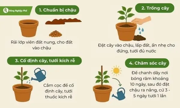 Trồng cây sung cổ thụ trong chậu lớn theo phong cách bonsai