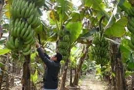 Kỹ Thuật Chuyên Sâu Về Cách Luyện Tập Trồng Cây Chuối Đạt Năng Suất Tối Ưu
