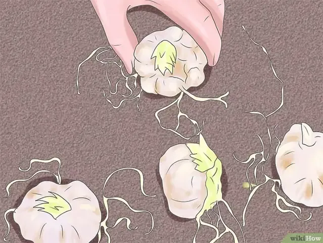 Trồng củ cây cảnh ngay sau khi mua để chuẩn bị cho kỹ thuật cách trồng cây hướng trọng lực