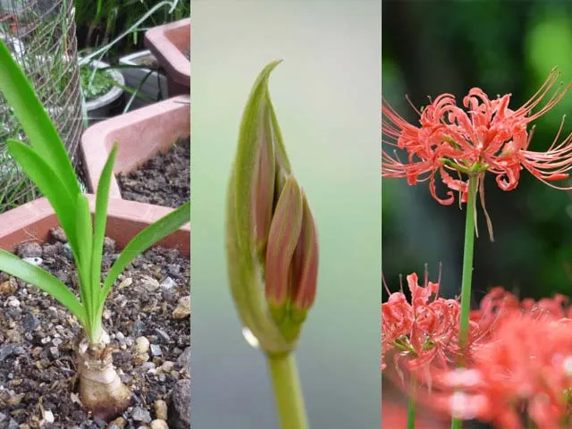 Trồng củ Mạn Châu Sa Hoa trong chậu đúng quy trình