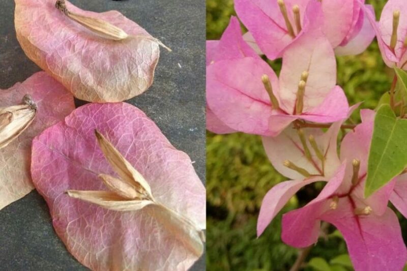 Kỹ Thuật Trồng Hoa Giấy Bằng Hạt Chi Tiết Nhất Cho Người Mới