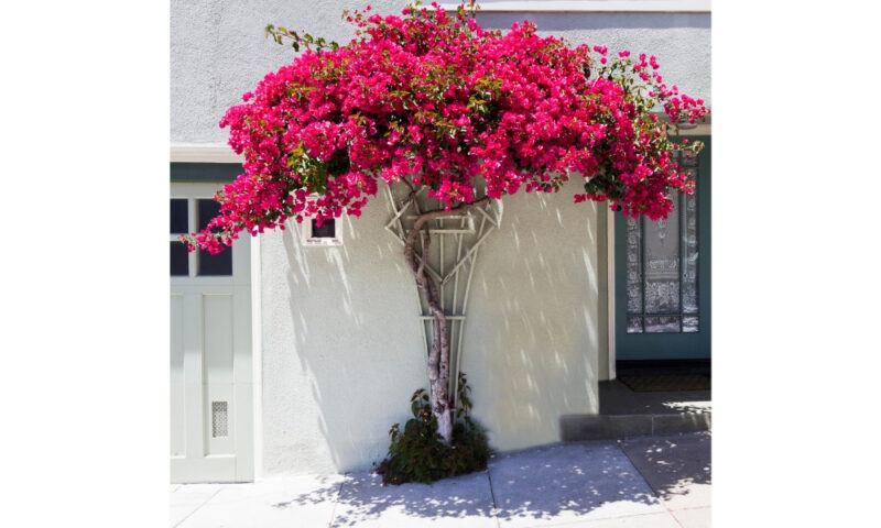 Cách Chăm Sóc Hoa Cẩm Chướng Trong Chậu: Bí Quyết Để Cây Nở Hoa Rực Rỡ Suốt Mùa