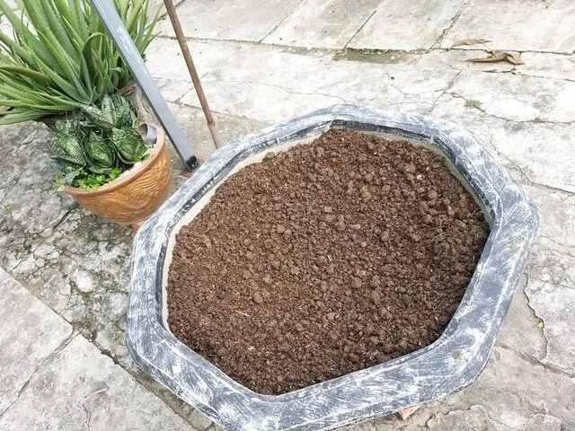 Trồng hoa hồng leo trong chậu đòi hỏi đất trồng phải giàu dinh dưỡng và thoát nước tốt