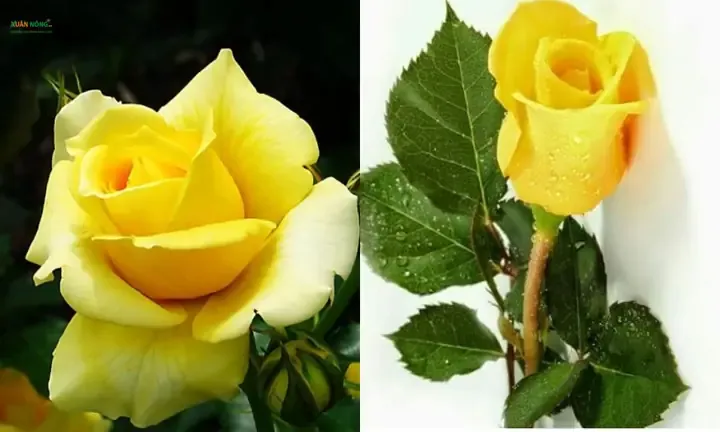 Trồng hoa hồng vàng cần chú trọng xử lý và pha trộn đất trồng chuyên nghiệp