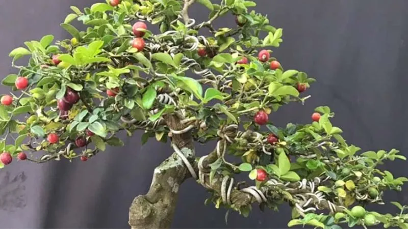 Trồng kim quýt tại nhà