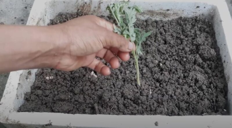 Cách Trồng Cây Ngải Cứu Bằng Cành Chuyên Sâu Đạt Năng Suất Cao