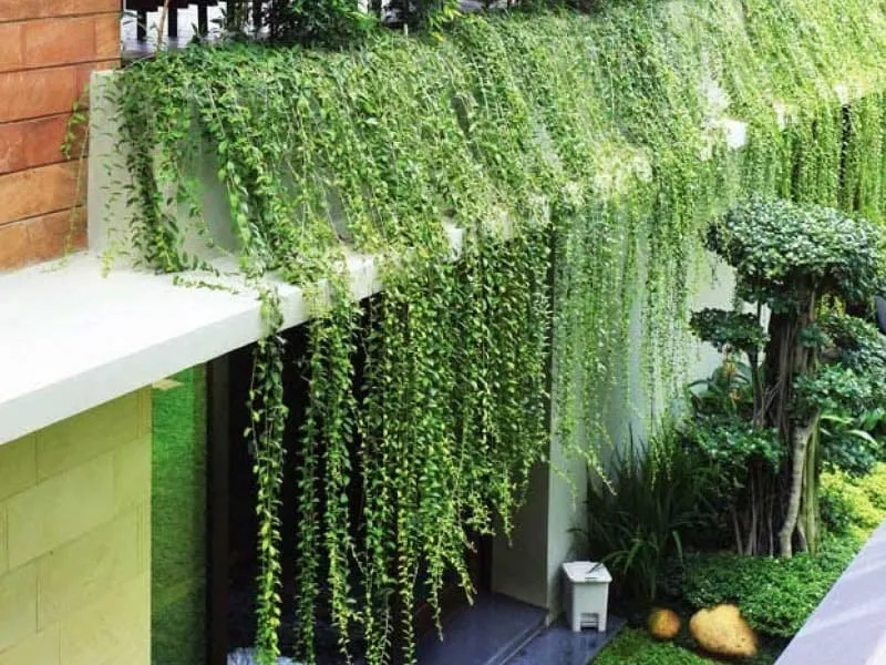 Trồng tường cây dây leo treo tường tạo cảm giác hòa nhập với thiên nhiên cho ngôi nhà