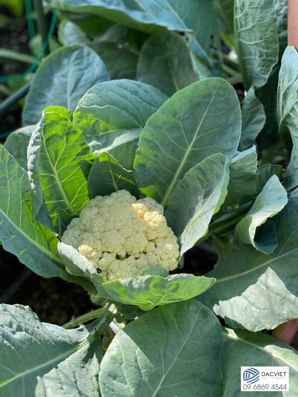 Cách Chăm Sóc Cây Súp Lơ Trắng Đạt Năng Suất Cao Nhất