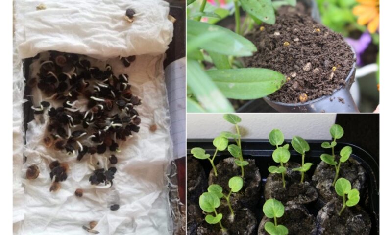 Hướng Dẫn Cách Trồng Hoa Mãn Đình Hồng Đạt Chuẩn Kỹ Thuật