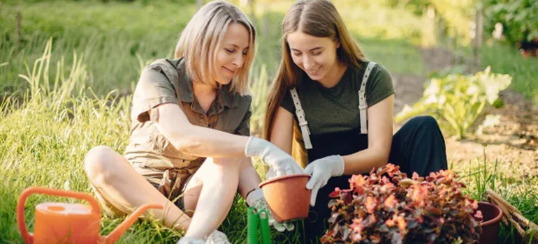 Trúc Phú Quý được trồng trong bình thủy tinh và chậu đất