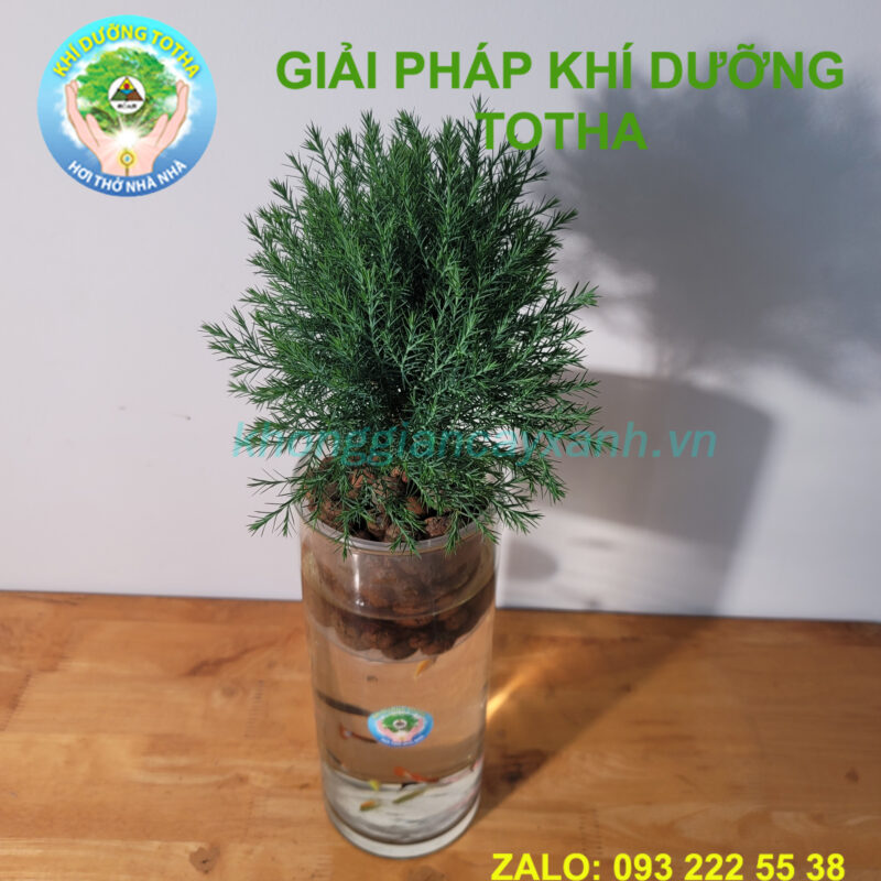 Cách Trồng Cây Thủy Tùng Để Bàn: Hướng Dẫn Chi Tiết Từ A-Z