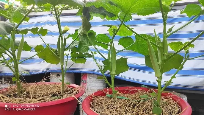 Tưới nước cho cây măng tây sau khi cấy đảm bảo rễ phát triển tốt