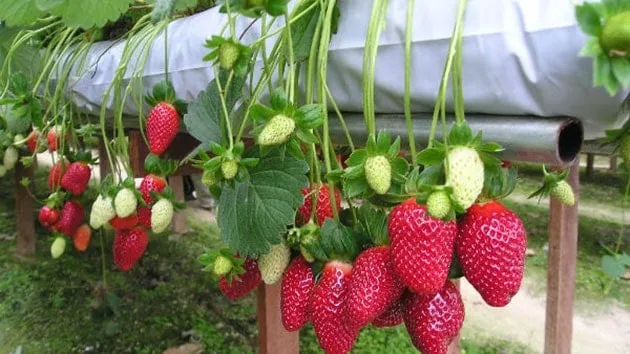 Tưới nước dâu tây vừa đủ