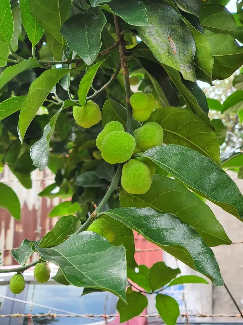 Tuy nhiên, khi quyết định trồng cây chay trước nhà, gia chủ cần lưu ý về vấn đề kích thước và không gian.