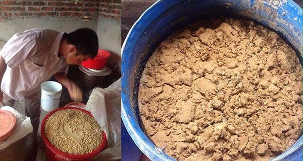 Cách Trồng Cây Râu Hùm Đúng Kỹ Thuật Cho Hiệu Quả Dược Liệu Tối Ưu