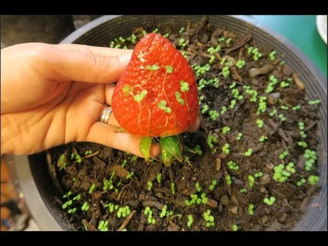 Ươm hạt dâu tây F1 với viên nén