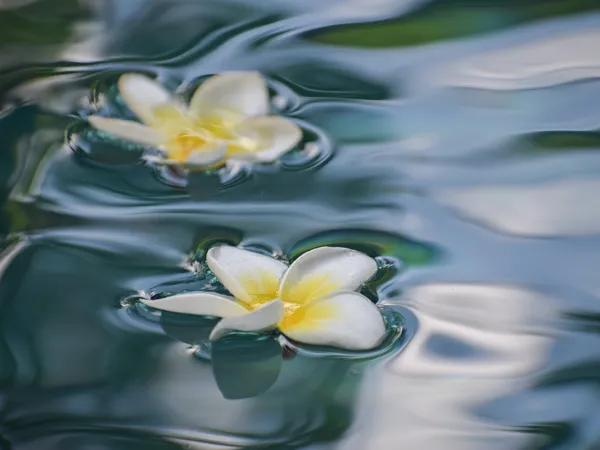 Vẻ đẹp của hoa sứ trắng